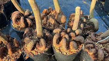 Gốc nhớt các loại cây đẹp khỏe giá rẻ mua 10 tặng 1 lh 0766765975