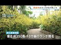 黄金色のランの花「オンシジウム・スファケラツム」が見ごろ 海洋博公園