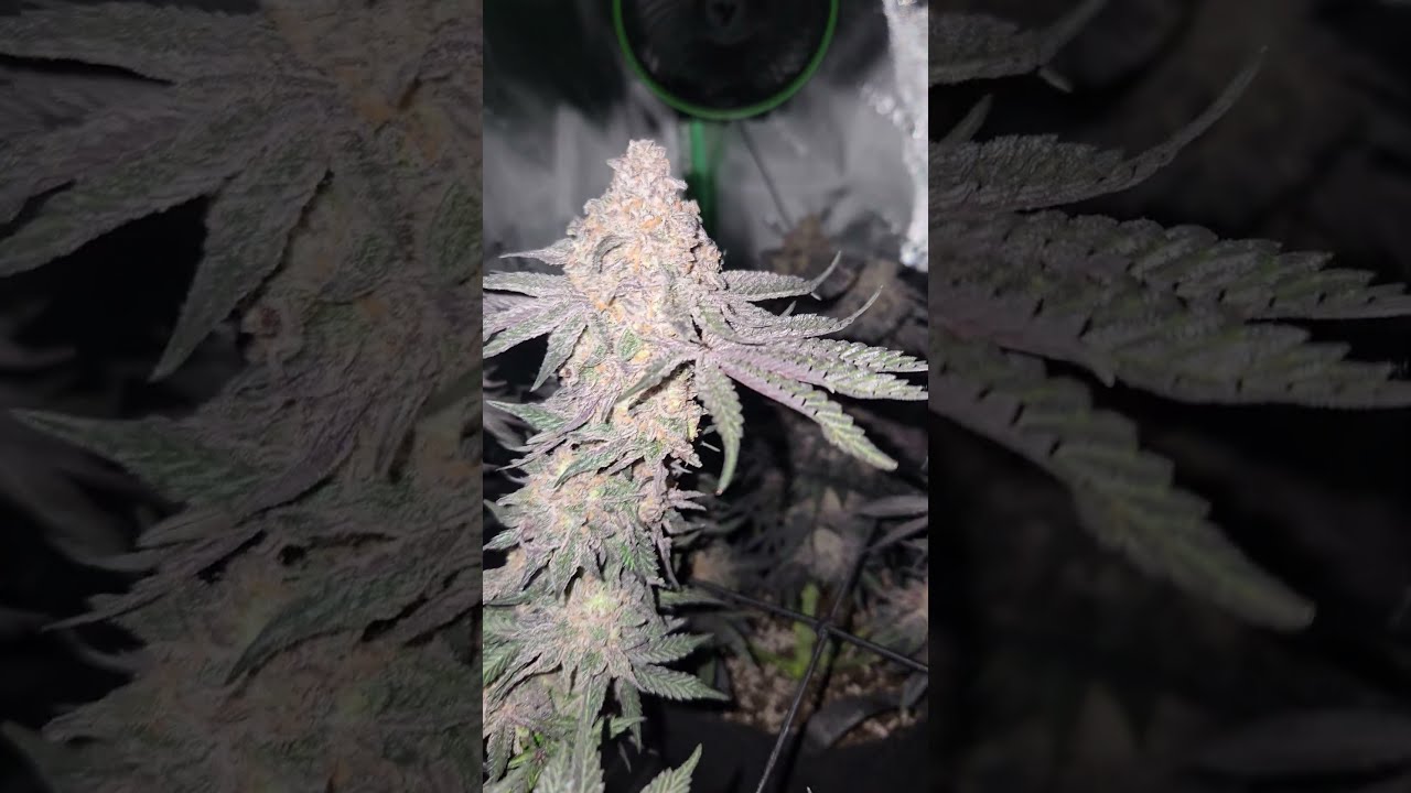 My First Grow Ready To Harvest Garden Flowers