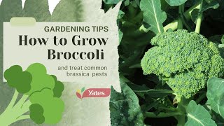 How to grow broccoli and treat common pests! #broccoli #growingvegetables #gardening #vegetables
