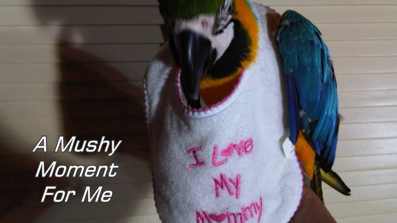 Blue And Gold Macaw Hatches And Grows Before Your Eyes