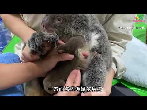 台北動物園無尾熊突發急性白血病 保育員接手照護幼子