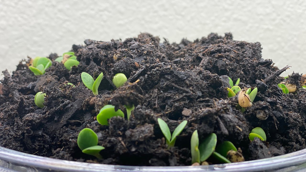 How To Grow Bluebonnet From Seeds? Seeds Stratification