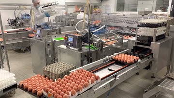 DAMTECH E-grader80 egg grader with hatchery packers