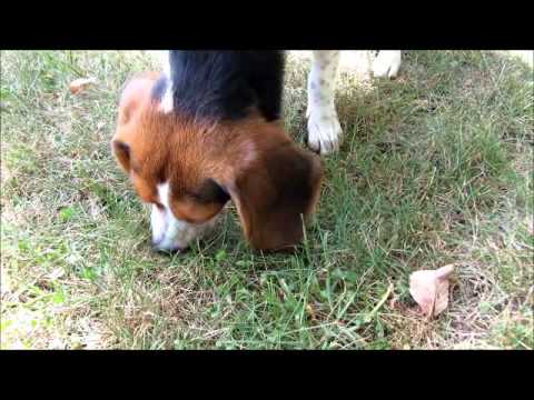 SassyBeagle