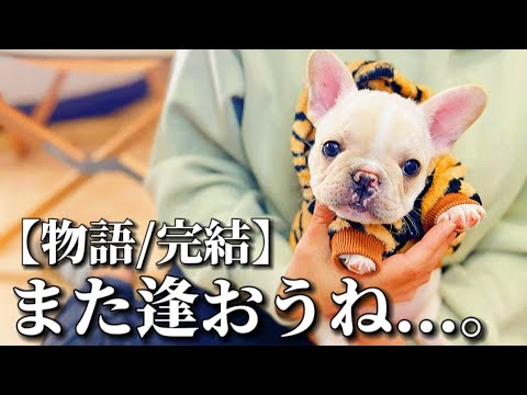 幸せに向かって巣立って行ったフレブルの赤ちゃん達のお話！【完結編】数ヶ月間の記録(ぶひ録)です！！【物語/ストーリー】