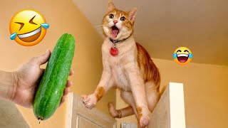 These Dogs and cats Are Living Their Best Lives 🦮 Funniest Animal Videos #16