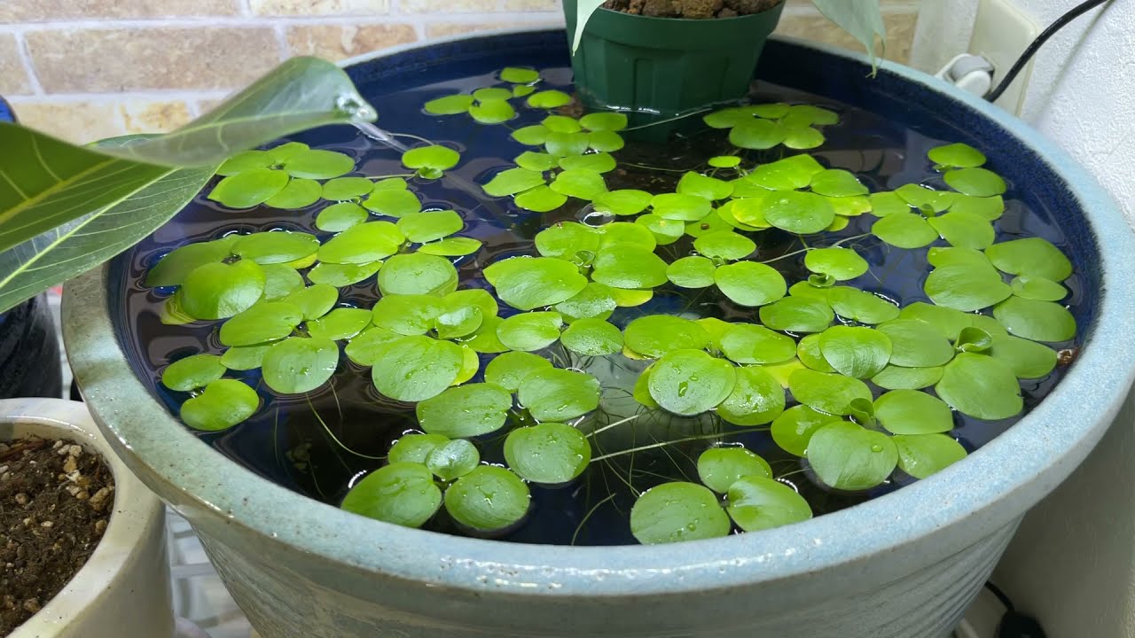 Surprising Ways to Use Amazon Frogbit!!😍 - YouTube