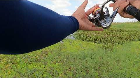 Câu cá lóc u minh thượng gopro 10 lập công