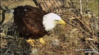 Decorah Eagles 4-7-23, 2:20 pm DH2's first feeding!