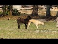 Great RuralDog!!Australian Shepherd Vs Golden Labrador Retriever In Rice field At Village#0025