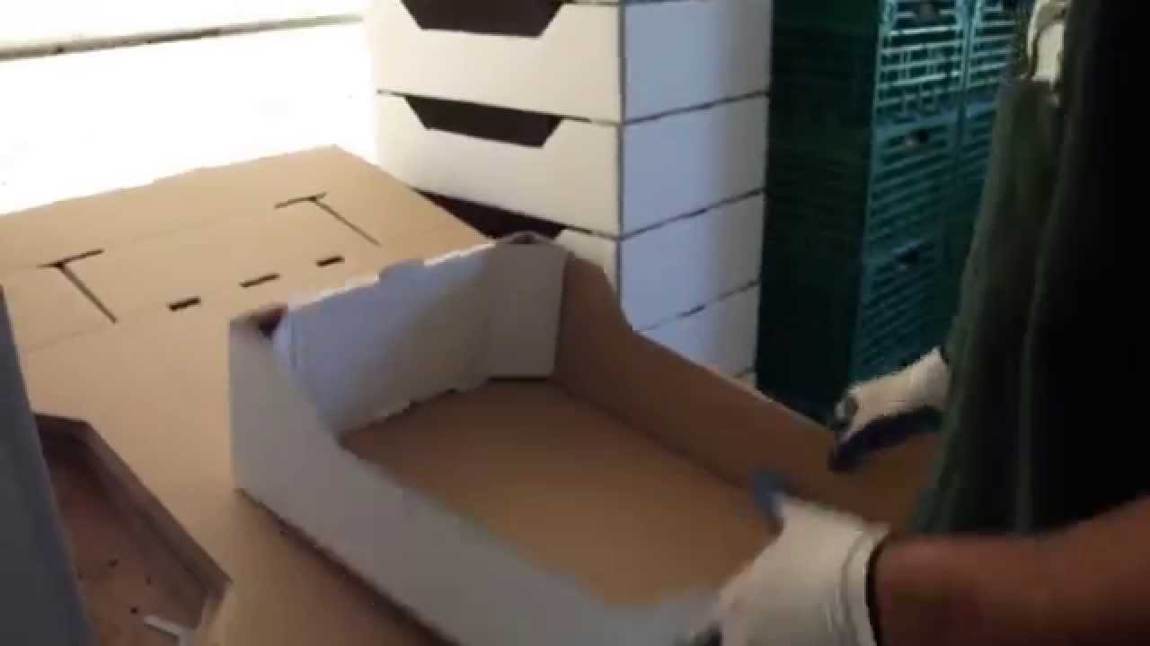 Romanii la munca in Germania la salata.