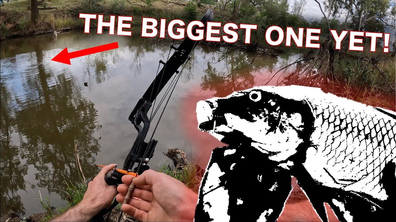 Масштабный инвазивный контроль численности карпа! Рыбалка с луком на берегах реки Каджегонг, Новы...