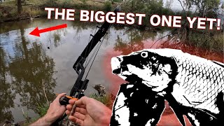 HUGE INVASIVE CARP CONTROL! Bowfishing the banks of the Cudgegong River NSW