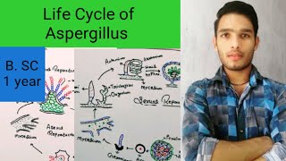 Life Cycle of Aspergillus