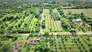 Check Out This 15-Acre Organic Tropical Fruit Operation!