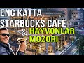 Tokyoda eng katta Starbacks, UyHayvonlari mozori, Arzon narxda shopping. Yaponiyaga Sayohat