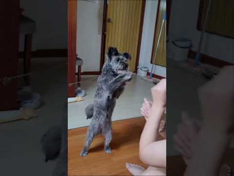 꼬마 선장 춤.~ 우리도 함 춰보자. / #shorts s#dance #funny