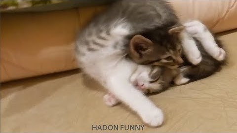 Lazy Cats | Funny Cat Video Compilation 2017