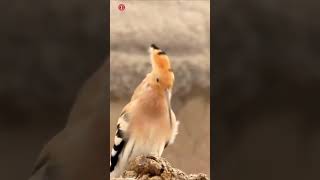 Gerçek İbibik Kuşu Sesleri Yüksek Kalite Sevimli İbibik Kuşu Sesi Deneyimi 4K