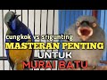 MASTERAN MURAI BATU ‼️ CUCAK CUNGKOK VS SRIGUNTING ABU GACOR