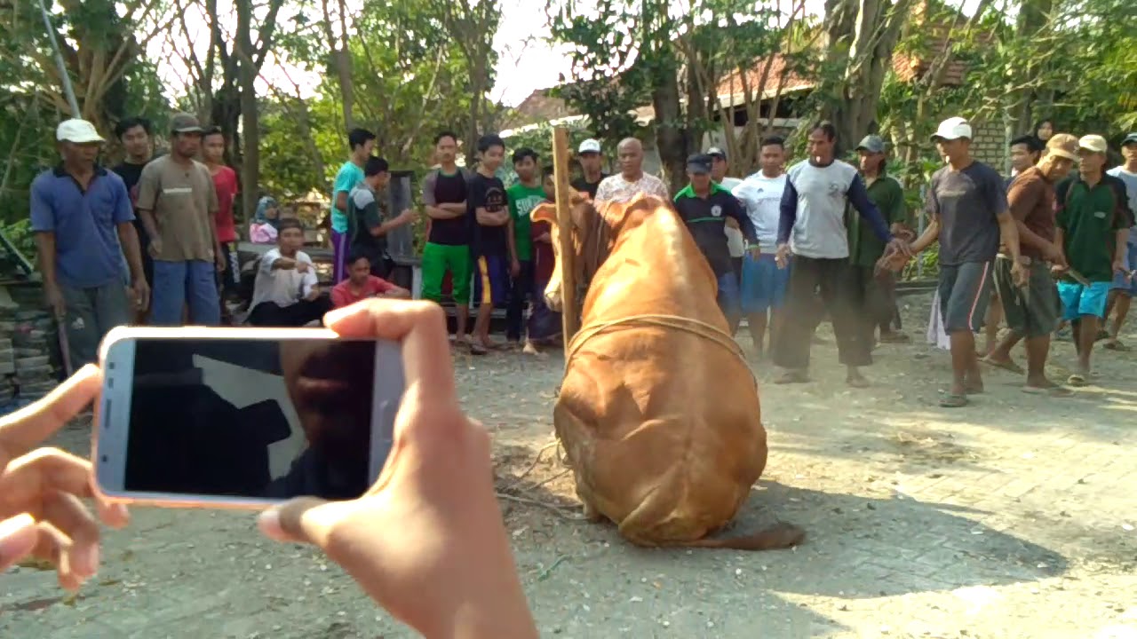 Kurban dibegan sapi ngamuk dan hampir lepas - YouTube