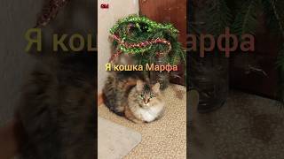 Марфа встречает Новый Год #shorts #коты #кошки #новыйгод