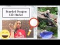 10 Bearded Dragon Life Hacks/Tips!