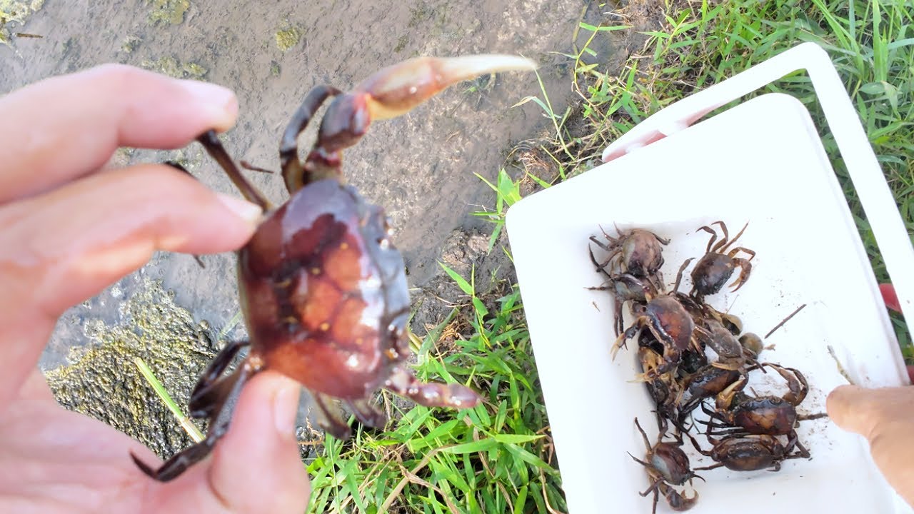 Catching Lots of Crabs in My Garden | Relaxing ASMR Crab Hunt