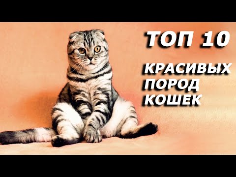 10 Самых Красивых Пород Кошек В Мире!!!