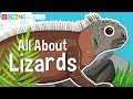 Lizard Characteristics and Adaptations