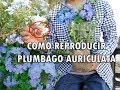 Como reproducir Jasmín azul, Plumbagos O Jasmín del cabo - Datos del Plumbago /AGRO CANAL