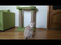 How to make CAT TREE/ Как сделать когтеточку