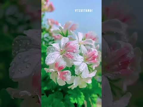 Cinta Yang Hitam