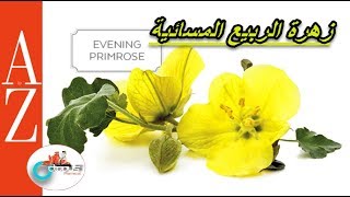 Evening primrose| From a to z| زيت زهرة الربيع المسائية | فوائد واستخدامات ومحاذير | كل أربعاء