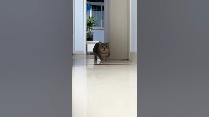 Watch the video about Funny Cats Run 🐱🐱🎉 #mustwatch #cat #animalshorts #catstory #funny #facts #memes #cattok #animals