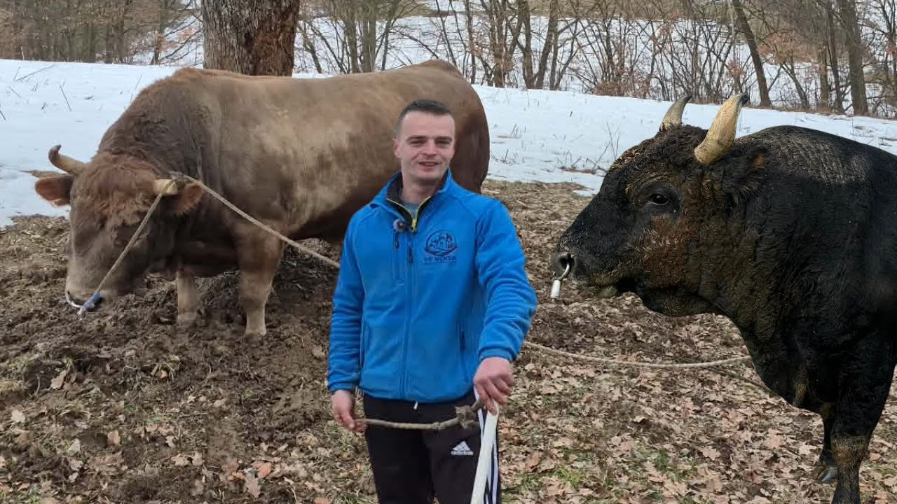 Bikovi Kukan i Macan Koalicije Trako iz Visokog