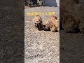 懐旧、舟木一夫さん「心配だから来てみたけど」。 伊吹山1377mの麓の村に自由猫ちゃんがたくさんいました〜、心配だから明日も寄ってみようかな~?