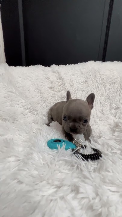 definition-of-tiny-1lbs-french-bulldog-frenchbulldog-viral