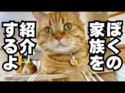 ぼくの家族を紹介するよ！ #ねこもふ生活 #ねこもふファミリー