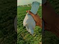 Kabutar pigeon viral