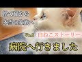 捨て猫だった孤独な白猫を保護【検査のため病院へ】全身灰色に汚れた身体が真っ白に変身!! Protecting a lonely white cat that was abandoned