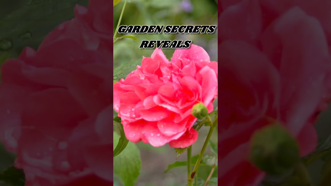 Garden Secrets Reveals: Roses and Flowers Today