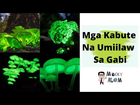Mga Kabute Na Umiilaw Sa Gabi ( Bioluminescent Mushroom)