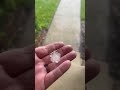 Hail Storm in Florida – Real Footage from My Home