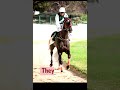 This Horse’s Power Will Shock You ⚡🐎#horse #animals #wildfacts #shorts