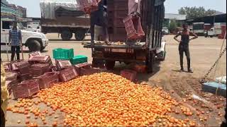 टोमॅटो उत्पादक शेतकर्‍यांची लुट | टोमॅटो शेती | आजचा बाजार भाव || #bajarbhav