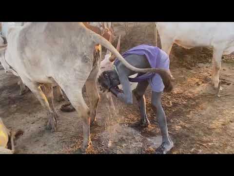 İnek Sidiği ile Yıkanan Adam &  Cow Pissing to Man