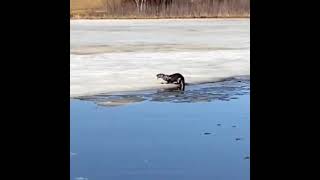 Nature is rough!!!! Otter gets nasty surprise in Alaska