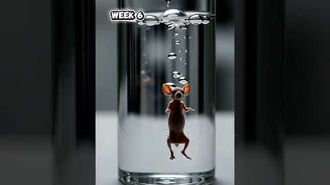 “From Cell to Rabbit… in Seconds🐇#educational #viralvideo #shorts #growth #timelapse #motivation